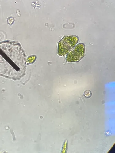 Cosmarium turpinii