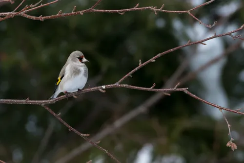 Gray-crowned Goldfinch