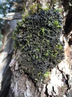 Leptogium hibernicum thumbnail 4