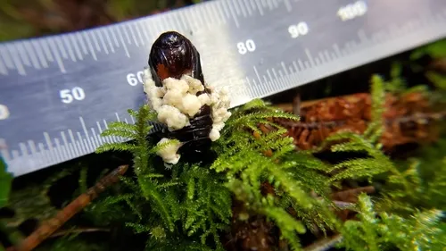 Beauveria brongniartii