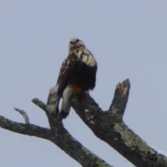 Rough-legged Hawk thumbnail 2