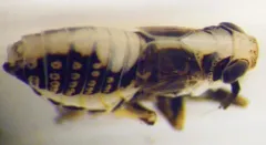 Laccocera vittipennis thumbnail 3