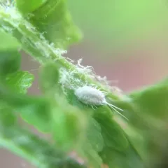 long-tailed mealybug thumbnail 1