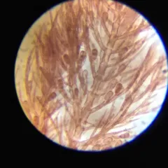 Pterothamnion pectinatum thumbnail 3