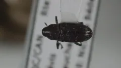 Dirabius rectirostris thumbnail 2