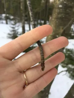 Swedish Service-tree thumbnail 2