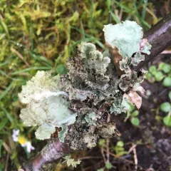 Varied Rag Lichen thumbnail 1