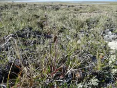 Arctic Bluegrass thumbnail 2