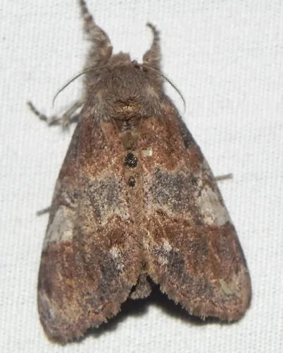 Cinnamon Tussock Moth