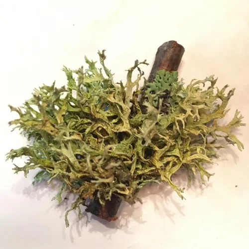Oakmoss