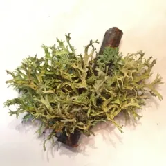 Oakmoss thumbnail 1