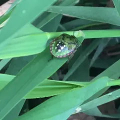 Southern Green Stink Bug thumbnail 1
