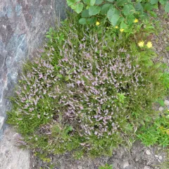 common heather thumbnail 1