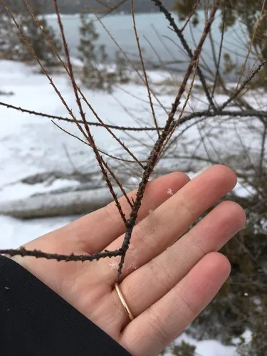 small-flowered tamarisk