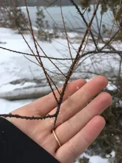 small-flowered tamarisk thumbnail 1