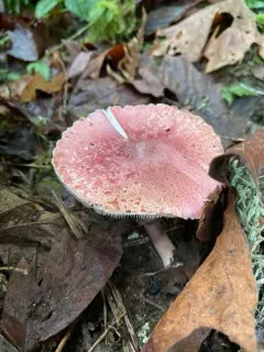 Lepiota decorata thumbnail 4