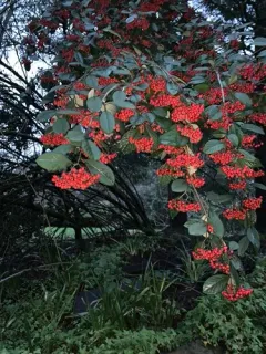 Bright bead cotoneaster thumbnail 2