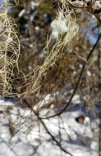 Mountain Horsehair Lichen