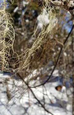 Mountain Horsehair Lichen thumbnail 1