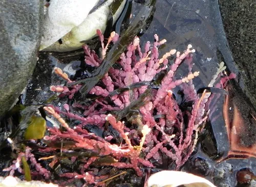 Enigmatic coral seaweed