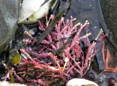 Enigmatic coral seaweed thumbnail 1
