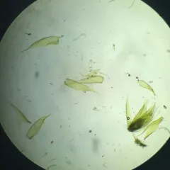 Pylaisia selwynii thumbnail 3