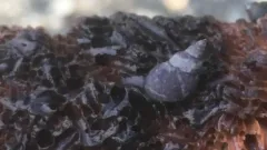 Littorina plena thumbnail 3