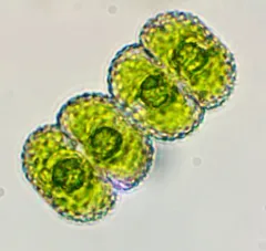 Cosmarium punctulatum thumbnail 1