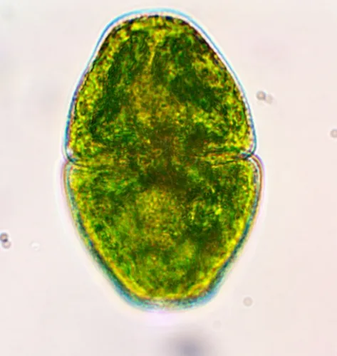 Cosmarium pyramidatum