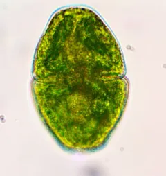 Cosmarium pyramidatum thumbnail 1