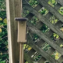 Bewick's Wren thumbnail 4