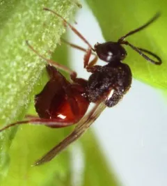 Diplolepis variabilis thumbnail 3