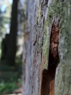 Green Stubble Lichen thumbnail 3