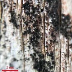 Rhizodiscina lignyota thumbnail 4