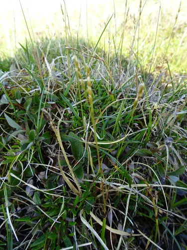 Arctic Sweet Grass