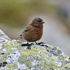 Gray-crowned Rosy-Finch thumbnail 2