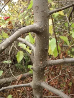 Sargent Crabapple thumbnail 1