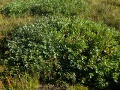 Sweetberry Honeysuckle thumbnail 1