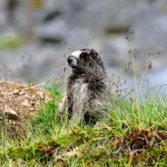 Hoary Marmot thumbnail 4