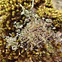Common Powderhorn thumbnail 2