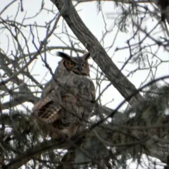 Great Horned Owl thumbnail 2