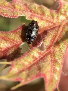 Brachys aeruginosus thumbnail 4