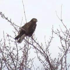 Rough-legged Hawk thumbnail 3