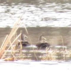 American Black Duck thumbnail 2
