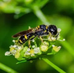 Ectemnius stirpicola thumbnail 1