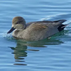 Gadwall thumbnail 3