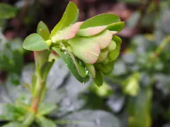wood spurge thumbnail 2