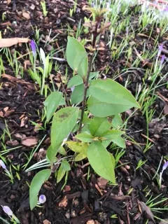 tree privet thumbnail 1