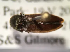 Strange Click Beetle thumbnail 2