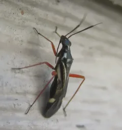 Orectoderus obliquus thumbnail 2